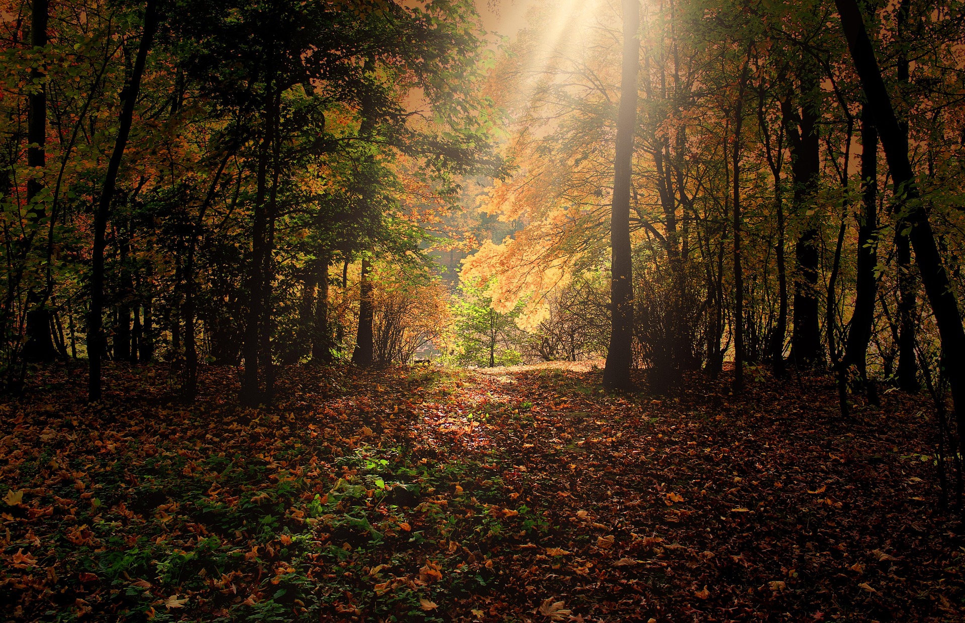 Austin in the Fall - Leaves